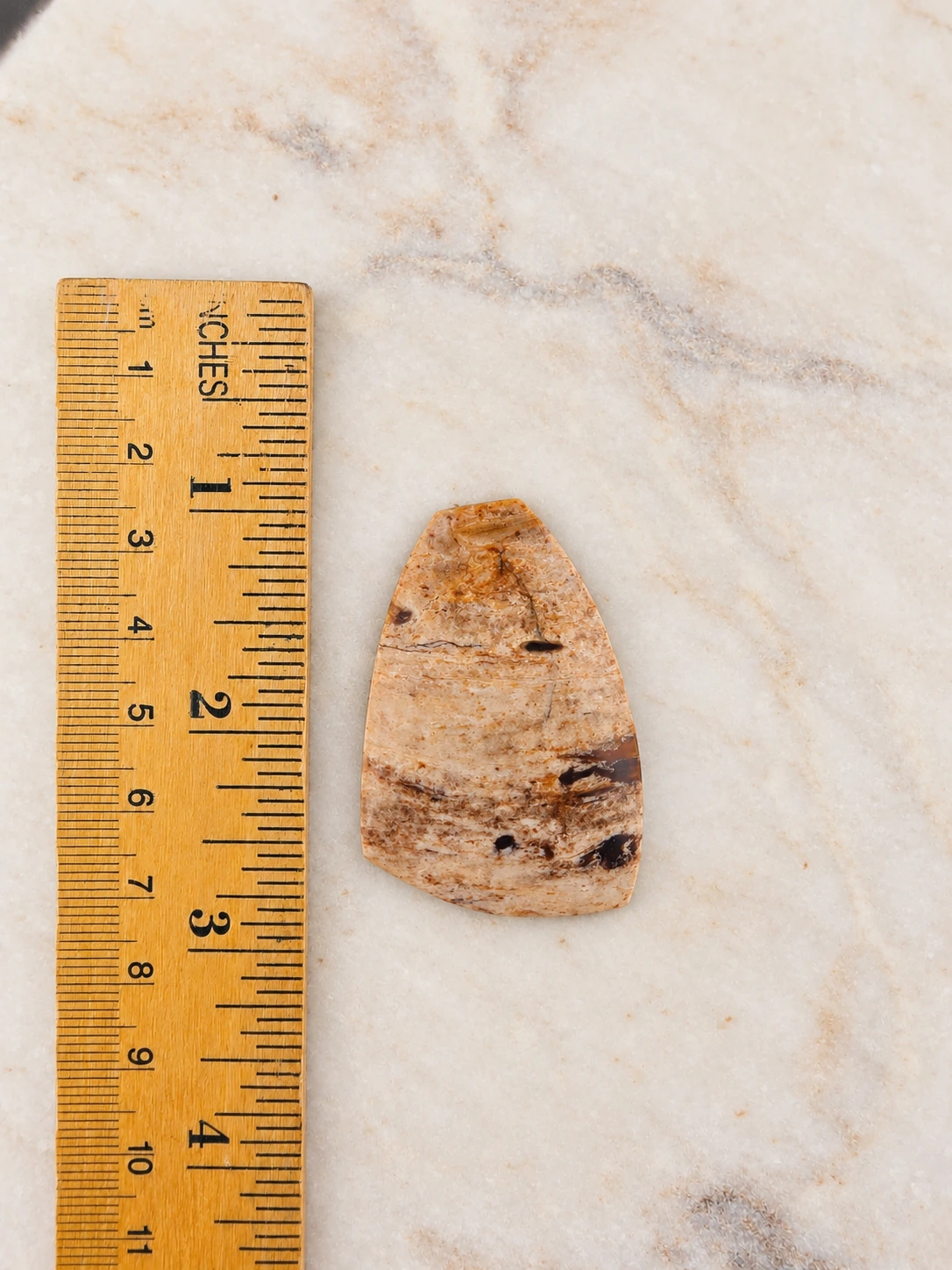 Petrified Wood Freeform Cabochon, height
